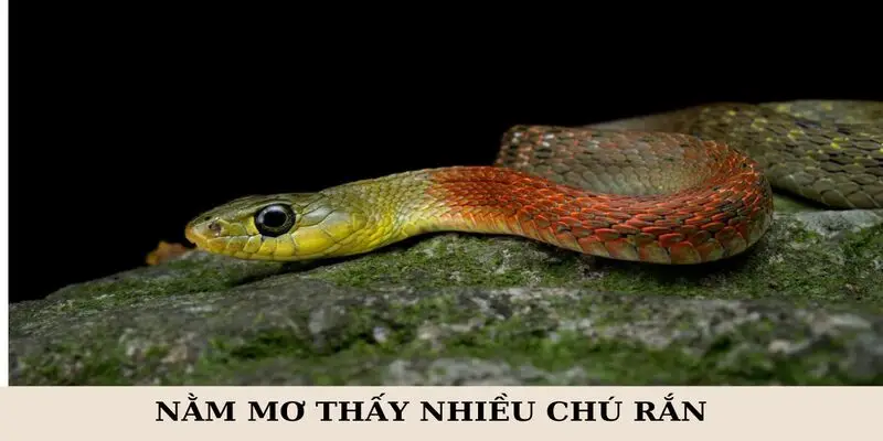 Nằm mơ thấy rắn sẽ mang nhiều trạng thái tốt - xấu 